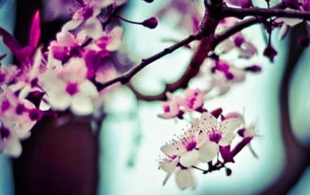 Tang Print Pty Ltd�W(w��ng)վ���O